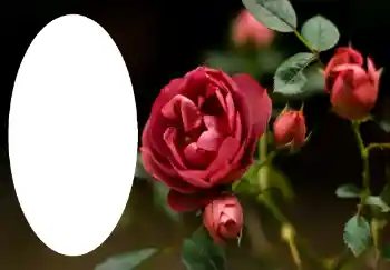 Foto-effetti della categoria Cornici da donna № 47314