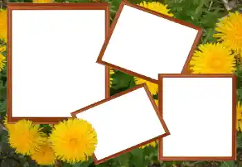 Foto-effetti della categoria Cornici da donna № 49448