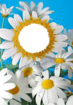 Foto-effetti della categoria Cornici da donna № 56606