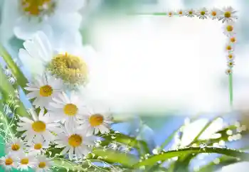 Foto-effetti della categoria Cornici da donna № 59087