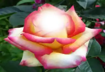 Foto-effetti della categoria Cornici da donna № 64187