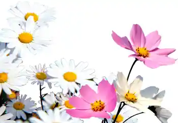 Foto-effetti della categoria Cornici da donna № 72152